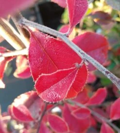 Chinesische Quitte / Holzquitte Pseudocydonia Sinensis -Obstbäume Verkäufe Chinesische Quitte Holzquitte Pseudocydonia