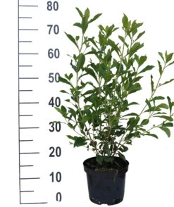 Zimterle - Clethra Clethra Alnifolia -Obstbäume Verkäufe Clethra Ruby Spice