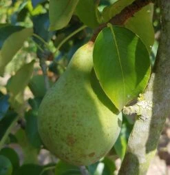 Säulenbirne `Condo´ Pyrus Communis `Condo´ -Obstbäume Verkäufe Condo S ule