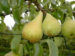 Condo Pyrus Communis `Condo´ -Obstbäume Verkäufe Condo 3