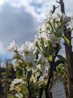 Conference Pyrus Communis `Conference -Obstbäume Verkäufe Conference Bl te