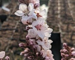 Zwergpfirsich `Crimson Bonfire´ Prunus Persica `Crimson Bonfire´ 7 Zwergpfirsich `Crimson Bonfire´ Prunus Persica `Crimson Bonfire´ -Obstbäume Verkäufe Crimson Bonfire