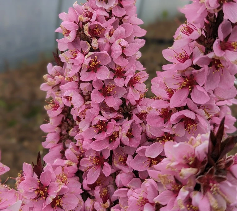 Zwergpfirsich `Crimson Bonfire´ Prunus Persica `Crimson Bonfire´ 2 Zwergpfirsich `Crimson Bonfire´ Prunus Persica `Crimson Bonfire´ – Bild 2