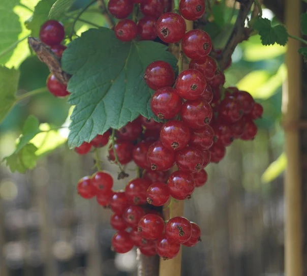 Rolan Ribes Rubrum `Rolan´ 3 Rolan Ribes Rubrum `Rolan´ – Bild 3