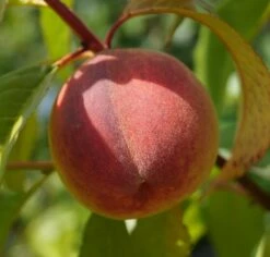 Pfirsich Red Haven Prunus Persica `Red Haven´ -Obstbäume Verkäufe DSC01689