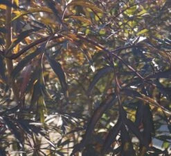 Holunder Black Lace ® Sambucus Nigra `Black Lace´ 12 Holunder Black Lace ® Sambucus Nigra `Black Lace´ -Obstbäume Verkäufe DSC01980