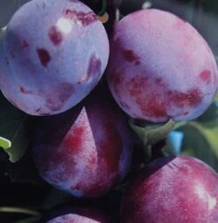 Säulenzwetsche `Herman´ Prunus Domestica `Herman´