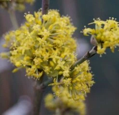 Großfrüchtige Kornelkirsche `Schönbrunner Gourmet Dirndl´ Cornus Mas `Schönbrunner Gourmetdirndl´ 8 Großfrüchtige Kornelkirsche `Schönbrunner Gourmet Dirndl´ Cornus Mas `Schönbrunner Gourmetdirndl´ -Obstbäume Verkäufe DSC02022