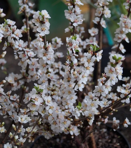 Nankingkirsche `Orient´ Prunus Tomentosa Orient 4 Nankingkirsche `Orient´ Prunus Tomentosa Orient – Bild 4
