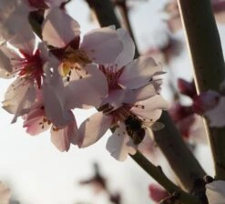 Dürkheimer Krachmandel Prunus Dulcis `Dürkheimer Krachmandel´ -Obstbäume Verkäufe DSC02038