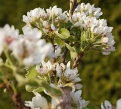 Säulenbirne `Condo´ Pyrus Communis `Condo´ -Obstbäume Verkäufe DSC02068