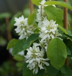Saskatoon Berry Amelanchier Alnifolia `Saskatoon Berry´ -Obstbäume Verkäufe DSC02071
