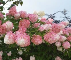 Rispenhortensie `Vanille-Fraise´ Hydrangea Paniculata `Vanille Fraise´
