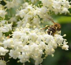 Holunder Haschberg Sambucus Nigra `Haschberg´ -Obstbäume Verkäufe DSC02737