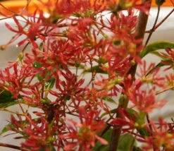 Sieben-Söhne-des-Himmels-Strauch Heptacodium Miconioides 14 Sieben-Söhne-des-Himmels-Strauch Heptacodium Miconioides -Obstbäume Verkäufe DSC02842