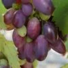 Weinrebe `Souvenir´ Vitis `Souvenir