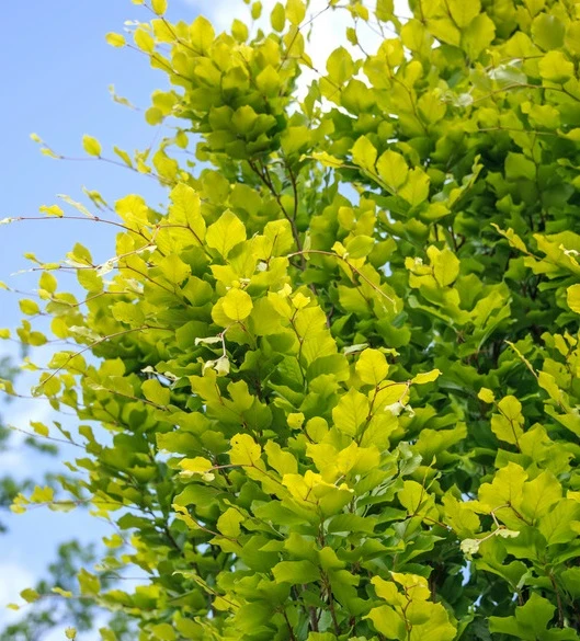 Säulen-Goldbuche `Dawyck Gold´ Fagus Sylvatica `Dawyck Gold´ 1 Säulen-Goldbuche `Dawyck Gold´ Fagus Sylvatica `Dawyck Gold´