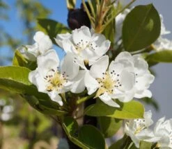 Säulenbirne `Decora´ Pyrus Communis `Decora´ -Obstbäume Verkäufe Decora 1