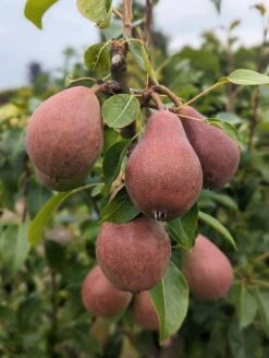 Säulenbirne `Decora´ Pyrus Communis `Decora´ -Obstbäume Verkäufe Decora 5