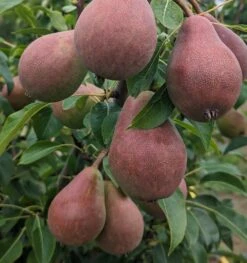 Säulenbirne `Decora´ Pyrus Communis `Decora´