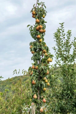 Säulenbirne `Decora´ Pyrus Communis `Decora´ -Obstbäume Verkäufe Decora S ulenbaum9EbE7vk821KZM