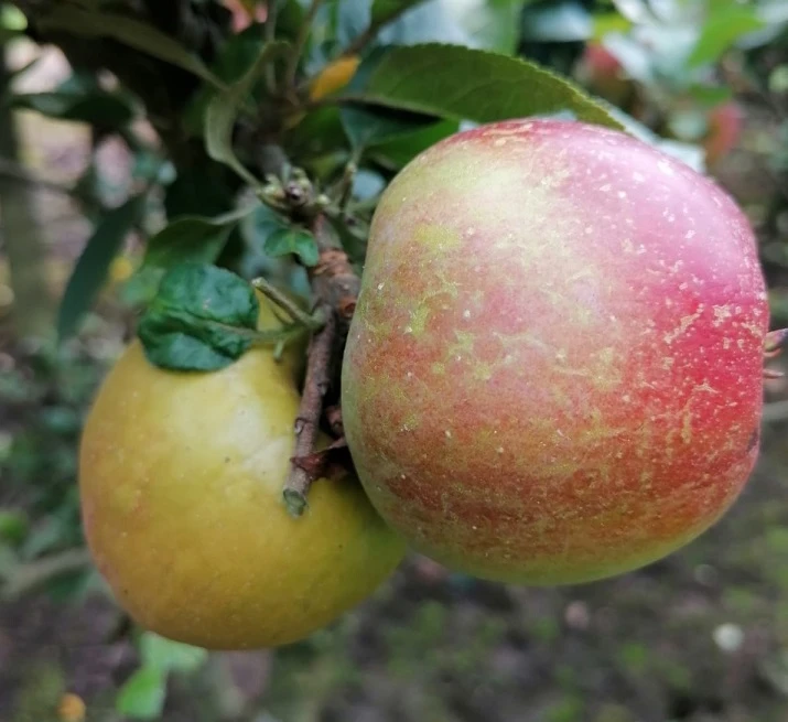 Zwergapfel Delgrina (R) Malus Domestica `Delgrina´ 2 Zwergapfel Delgrina (R) Malus Domestica `Delgrina´ – Bild 2