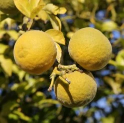Dreiblättrige Orange Poncirus Trifoliata