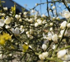 Dreiblättrige Orange Poncirus Trifoliata -Obstbäume Verkäufe Dreibl ttrige Orange Bl terFpMBdgYBwAS6
