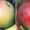 Duo-Apfelbaum `James Grieve´ & `Roter Boskoop´ Malus Domestica