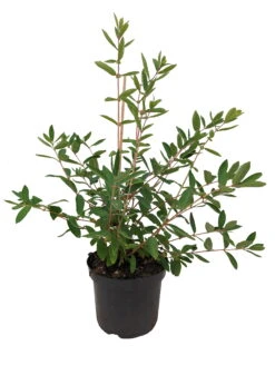 Sibirische Blaubeere `Eisbär´ Lonicera Kamtschatica `Eisbär´ -Obstbäume Verkäufe Eisb r weiss