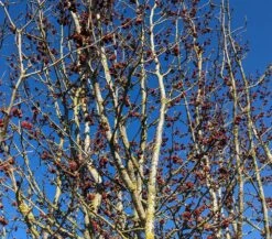 Eisenholzbaum Parrotia Persica -Obstbäume Verkäufe Eisenholzbaum Bl te 2