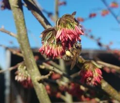 Eisenholzbaum Parrotia Persica -Obstbäume Verkäufe Eisenholzbaum bl te und BieneataOpQ1apbuNb