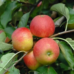 Elstar ® Malus Domestica -Obstbäume Verkäufe Elstar