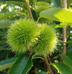 Obstbäume Verkäufe 25 Obstbäume Verkäufe -Obstbäume Verkäufe Esskastanie 2