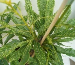 Esskastanie `Asplenifolia´ Castanea Sativa `Asplenifolia´ -Obstbäume Verkäufe Esskastanie Asplenifolia1