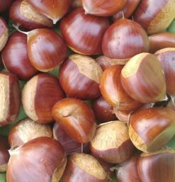 Duo-Esskastanie, Belle Epine & Bouche De Betizac Castanea Sativa -Obstbäume Verkäufe Esskastanie Belle EpineGmNJQelgJyOMr