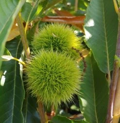 Obstbäume Verkäufe 6 Obstbäume Verkäufe -Obstbäume Verkäufe EsskastanieS6h1RetIgZt9kkz4v9BQMkKXqO