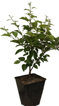 Zierapfel `Evereste´ Malus -Obstbäume Verkäufe Evereste