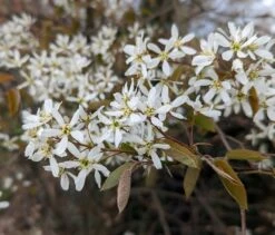 Prince William-Großfruchtige Felsenbirne Amelanchier `Prince William´ 8 Prince William-Großfruchtige Felsenbirne Amelanchier `Prince William´ -Obstbäume Verkäufe Felsenbirne Bl te