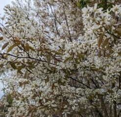 Prince William-Großfruchtige Felsenbirne Amelanchier `Prince William´ 10 Prince William-Großfruchtige Felsenbirne Amelanchier `Prince William´ -Obstbäume Verkäufe Felsenbirne Bl te 3