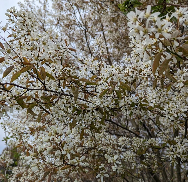 Prince William-Großfruchtige Felsenbirne Amelanchier `Prince William´ 5 Prince William-Großfruchtige Felsenbirne Amelanchier `Prince William´ – Bild 5