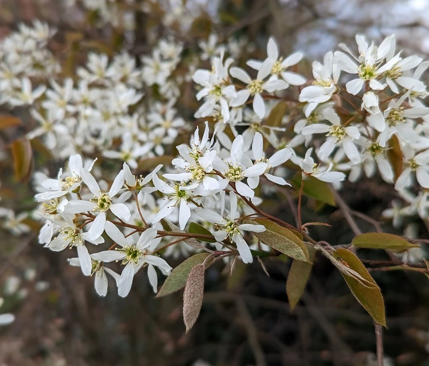 Prince William-Großfruchtige Felsenbirne Amelanchier `Prince William´ 3 Prince William-Großfruchtige Felsenbirne Amelanchier `Prince William´ – Bild 3