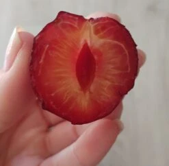 Großfrüchtige Kirschpflaume `Fenja´ Prunus Cerasifera `Fenja´ -Obstbäume Verkäufe Fenja 1