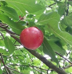 Großfrüchtige Kirschpflaume `Fenja´ Prunus Cerasifera `Fenja´ -Obstbäume Verkäufe Fenja 2