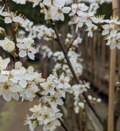 Großfrüchtige Kirschpflaume `Fenja´ Prunus Cerasifera `Fenja´ -Obstbäume Verkäufe Fenja Bl te