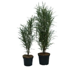 Farnblättriger Säulen-Faulbaum `Fine Line´ Rhamnus Frangula `Fine Line´ -Obstbäume Verkäufe Fine Line Faulbaum 2