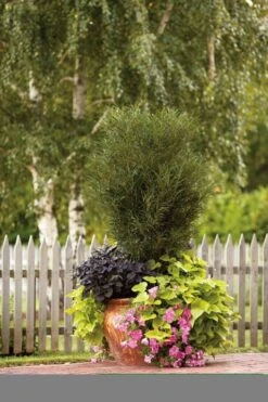 Farnblättriger Säulen-Faulbaum `Fine Line´ Rhamnus Frangula `Fine Line´ -Obstbäume Verkäufe Fine Line Kordes Jungpflanzen1