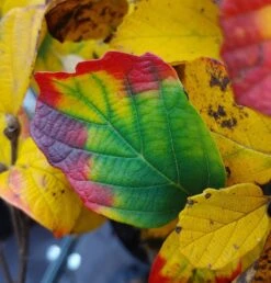 Großer Federbuschstrauch Fothergilla Major -Obstbäume Verkäufe Fothergilla Herbstf rbung1