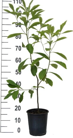 Franklinia Alatamaha "Franklinie / Franklinbaum" Franklinia Alatamaha -Obstbäume Verkäufe Franklinie neu weiss