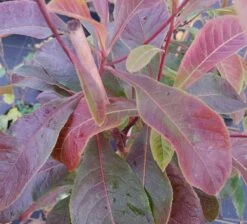 Franklinia Alatamaha "Franklinie / Franklinbaum" Franklinia Alatamaha -Obstbäume Verkäufe Frankliniha